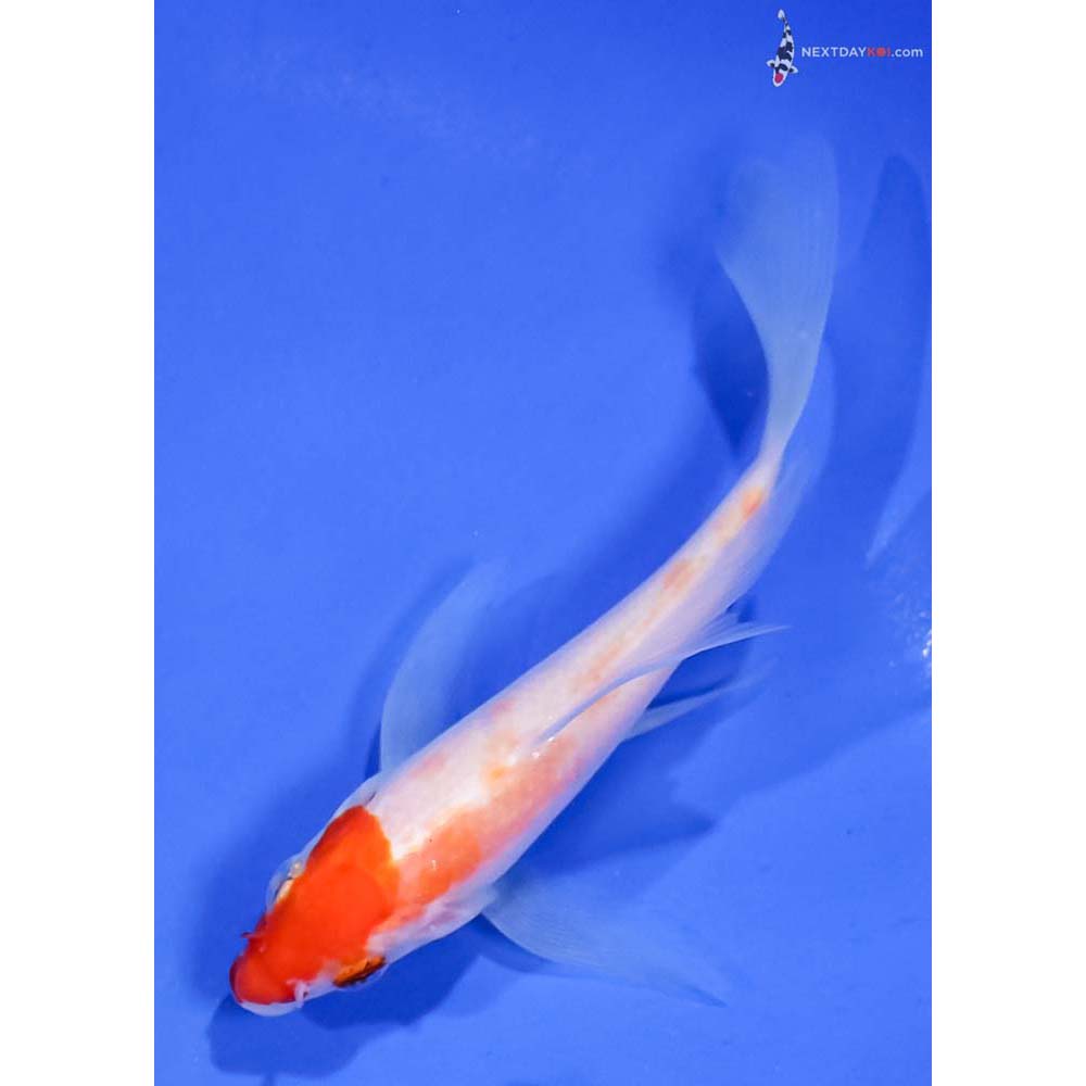 4” Imported Kohaku Butterfly Koi