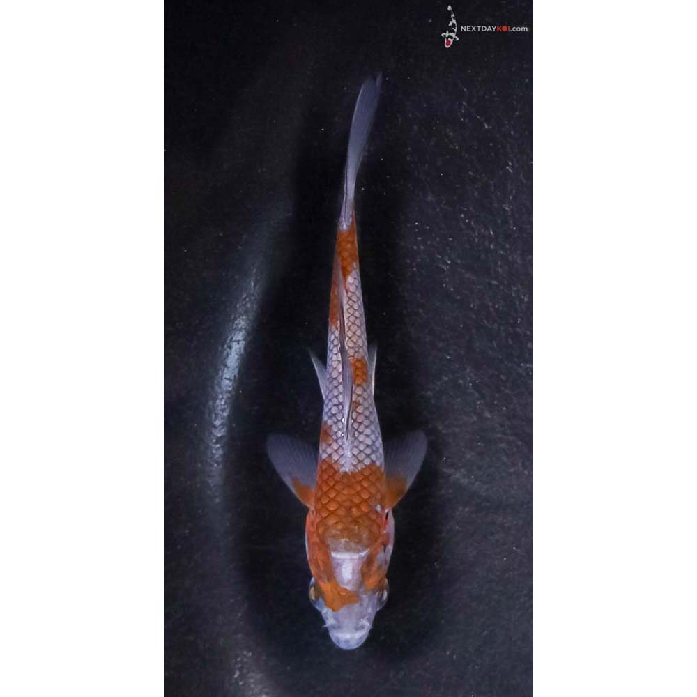 3.5” Imported Ochiba Shigure