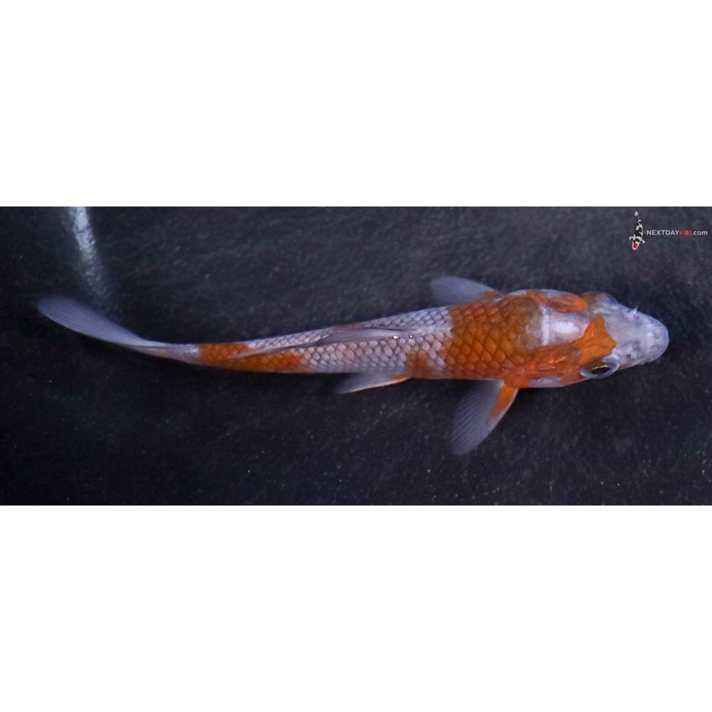 3.5” Imported Ochiba Shigure