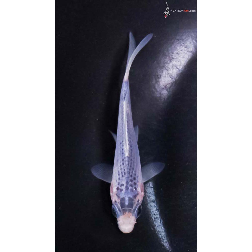 3.5” Imported Asagi