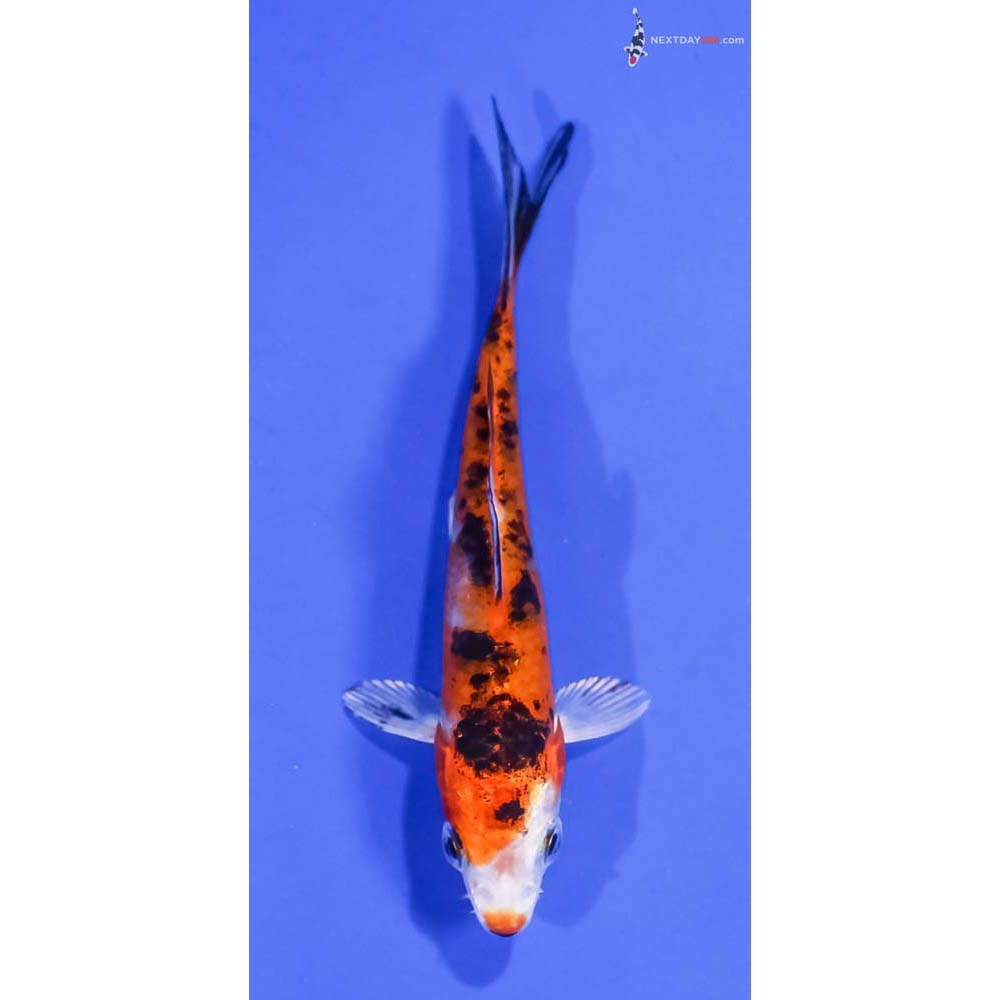 3.5” Imported Yamato Nishiki