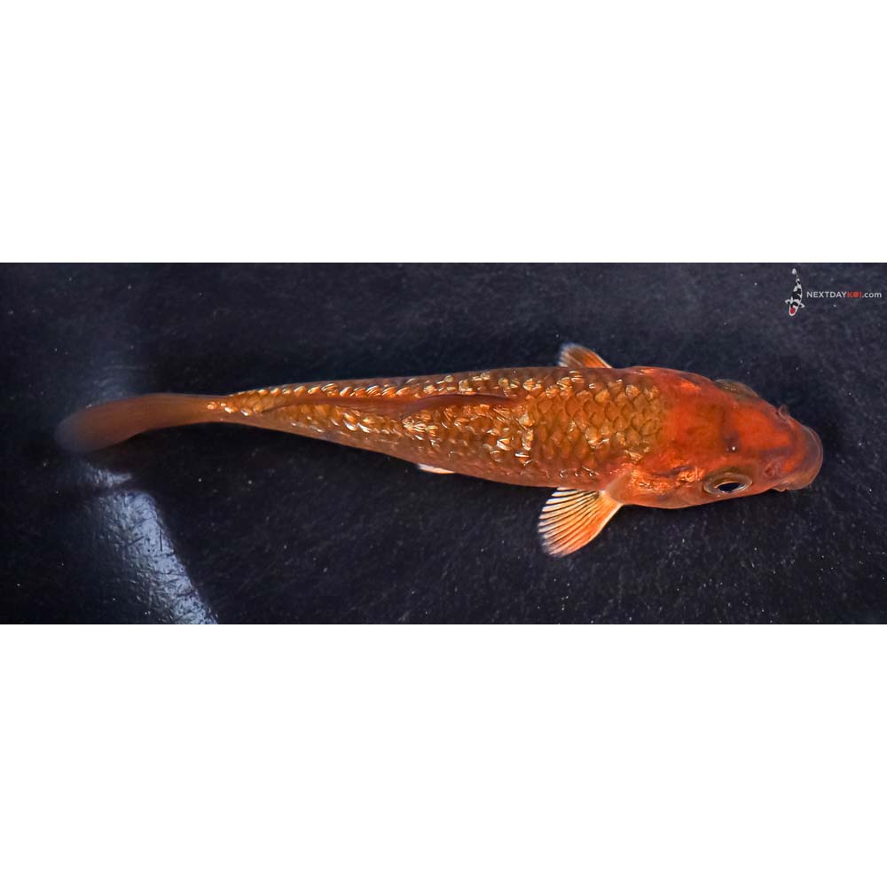 4” Imported Gin Rin Chagoi