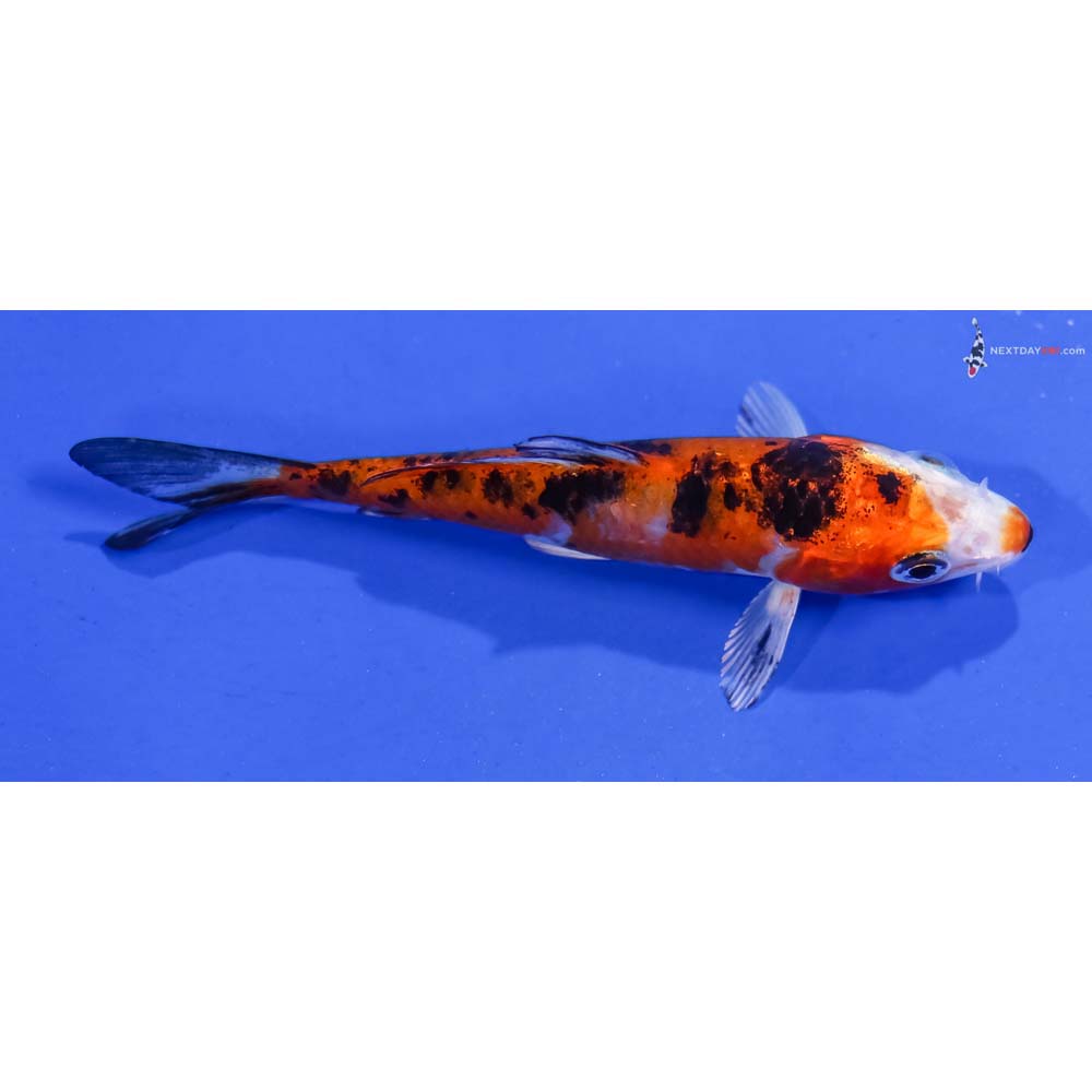 3.5” Imported Yamato Nishiki