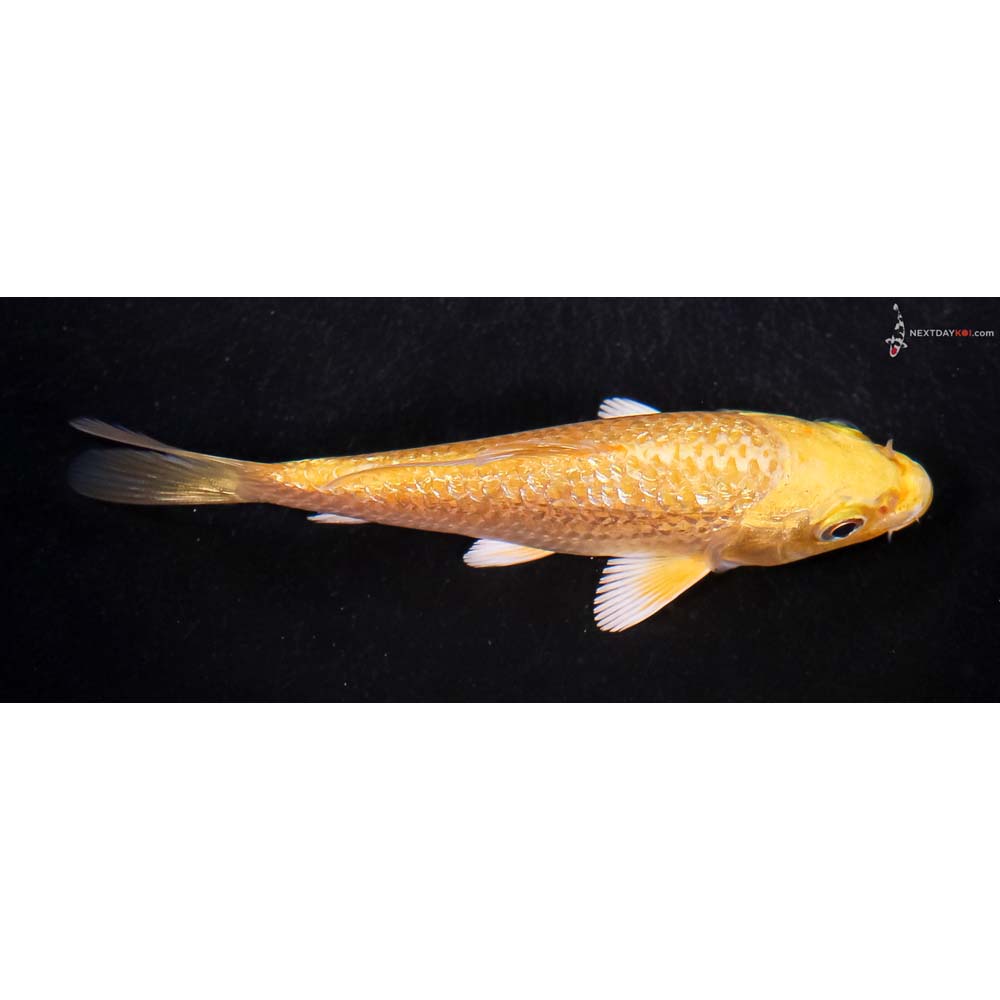 4” Imported Gin Rin Yamabuki Ogon