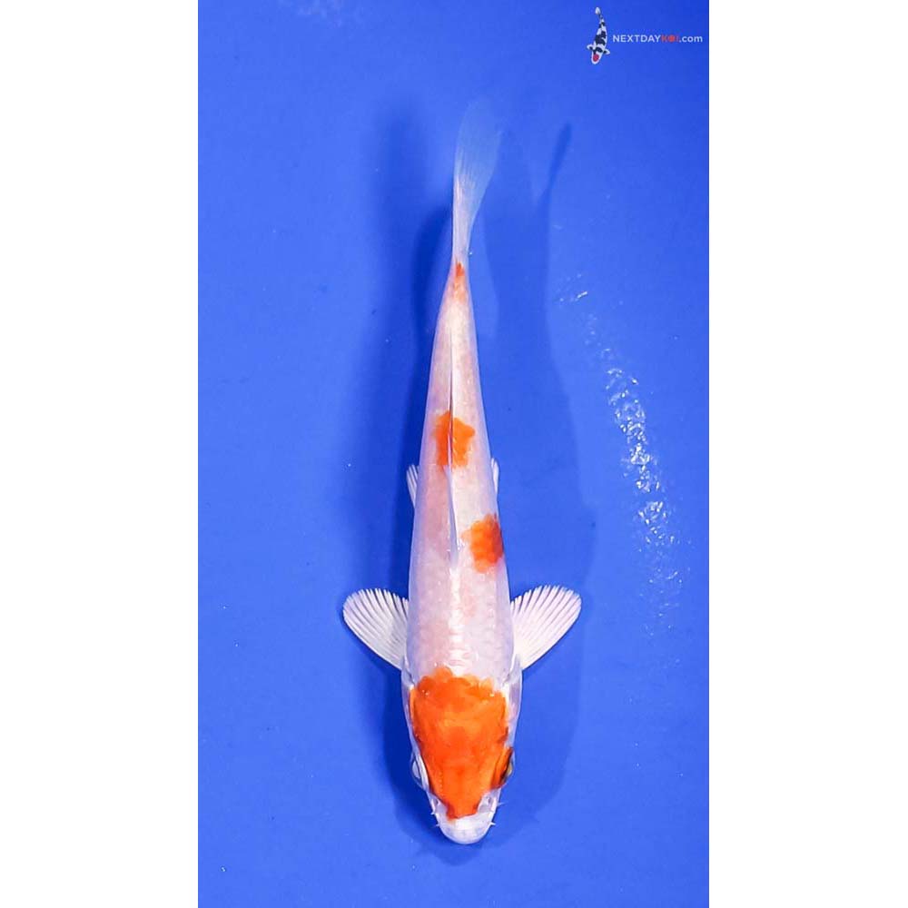 4” Imported Hariwake