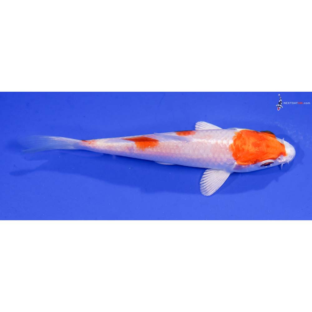 4” Imported Hariwake