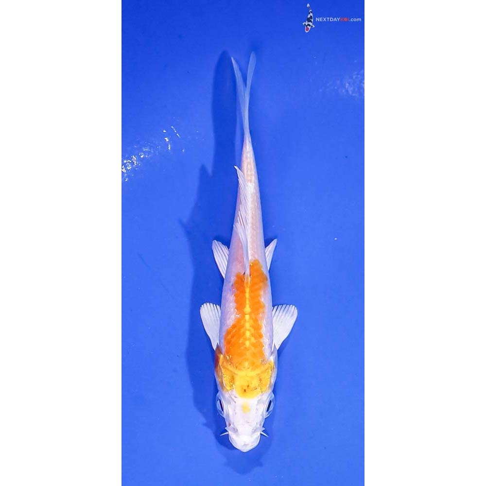 4” Imported Lemon Hariwake