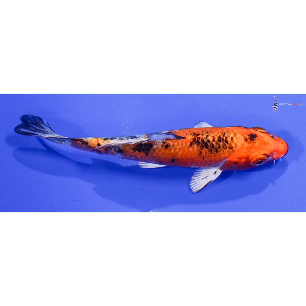 4” Imported Yamato Nishiki