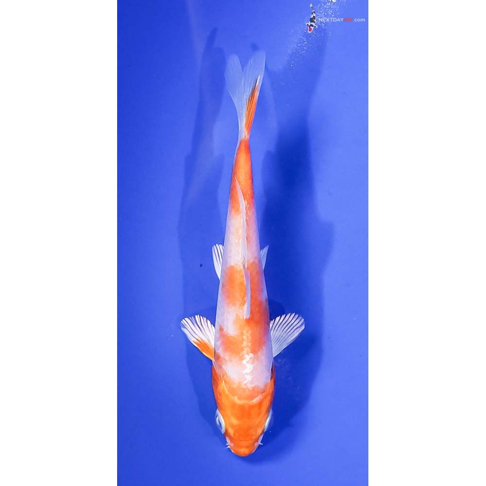 4.5” Imported Hariwake