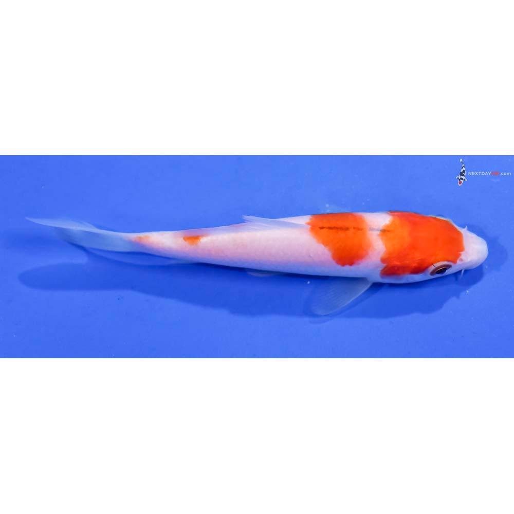 4.5” Imported Kohaku