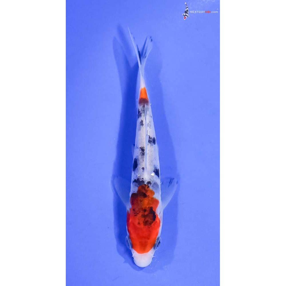 4.5” Imported Sanke