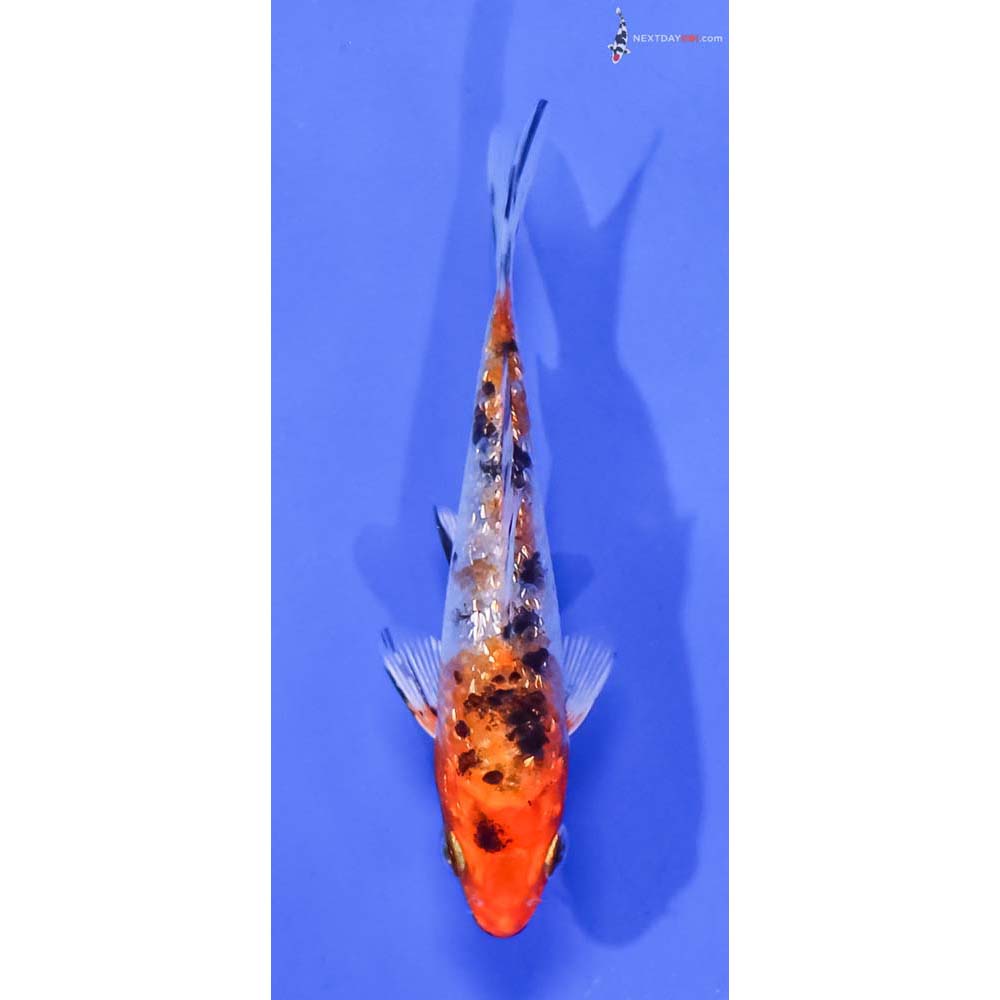 3.5” Imported Gin Rin Yamato Nishiki