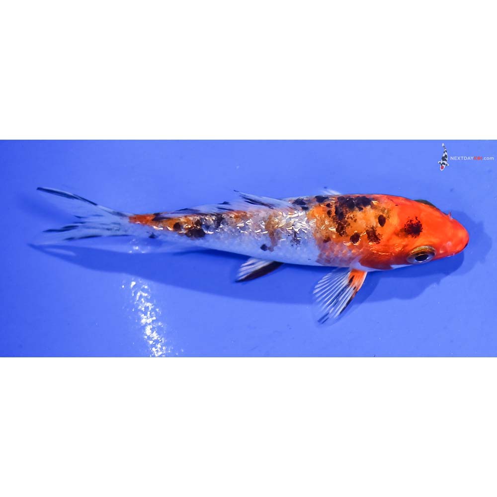 3.5” Imported Gin Rin Yamato Nishiki