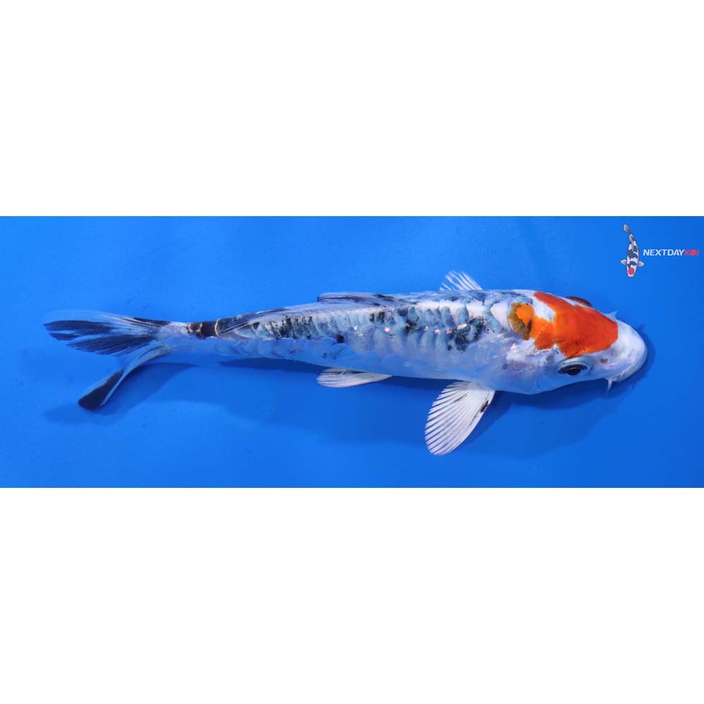 5.5” Imported Armor Scaled Yamato Nishiki