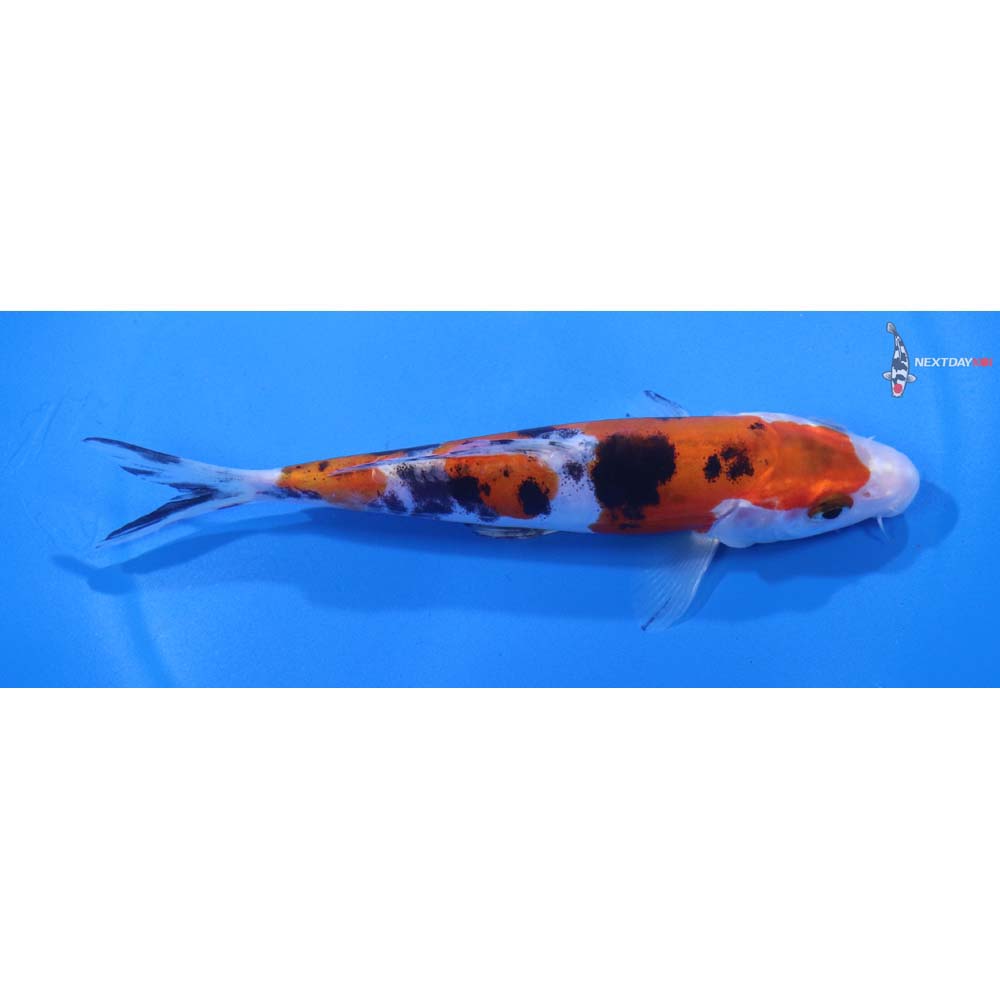 5.5” Imported Doitsu Sanke