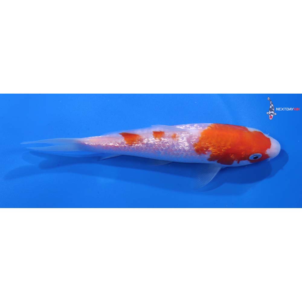 5.5” Imported Gin Rin Kohaku
