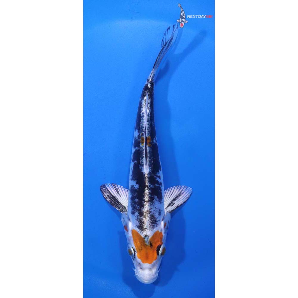 5.5” Imported Heisei Nishiki