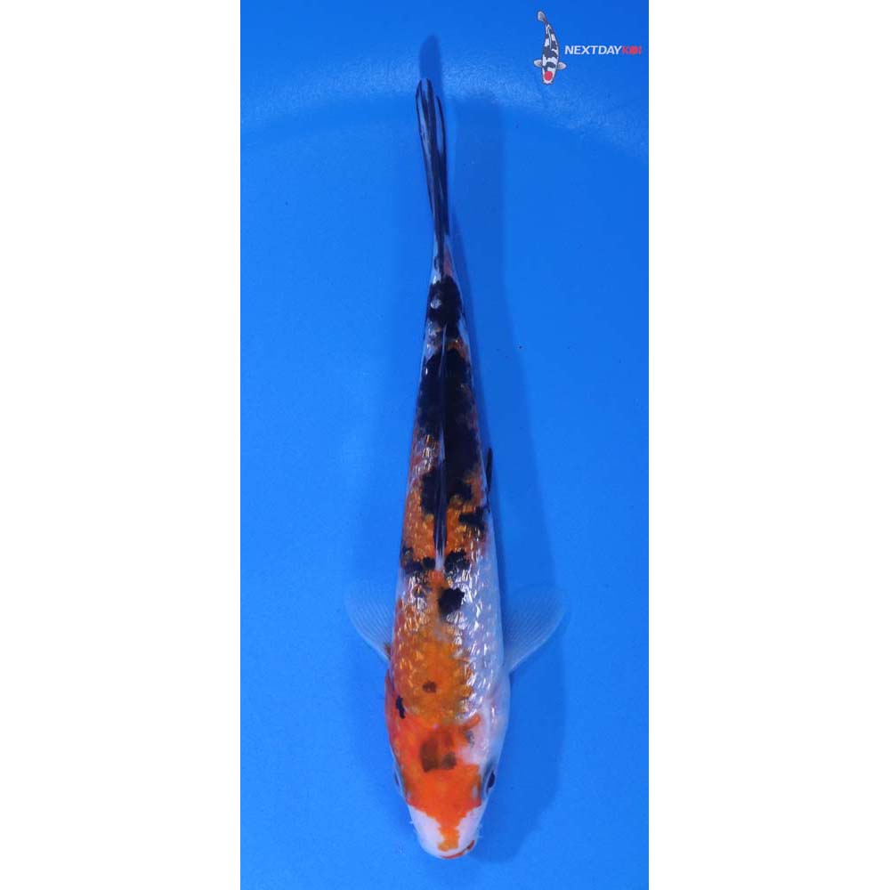 5” Imported Gin Rin Sanke