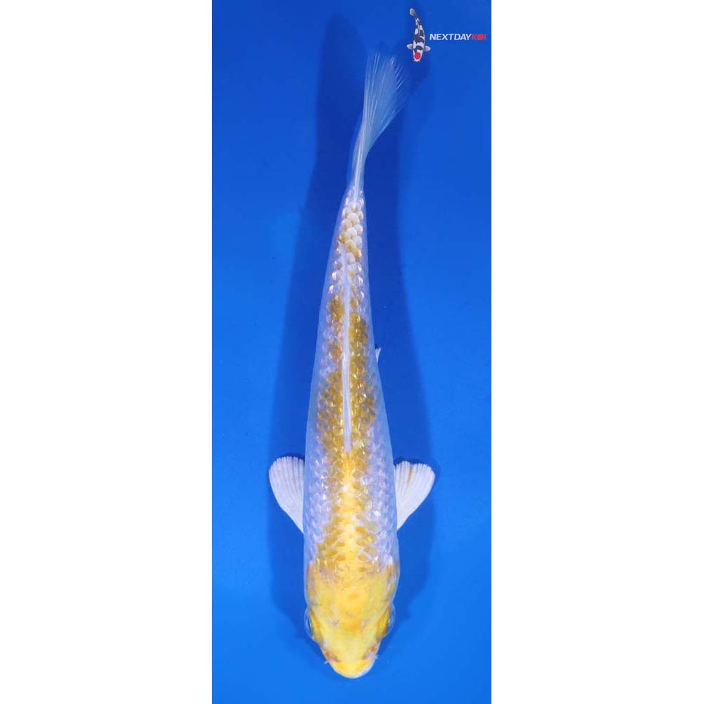 5.5” Imported Gin Rin Lemon Hariwake