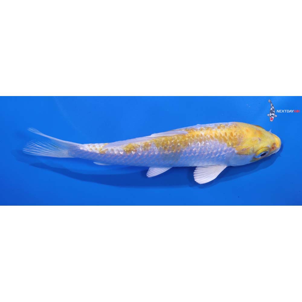 5.5” Imported Gin Rin Lemon Hariwake