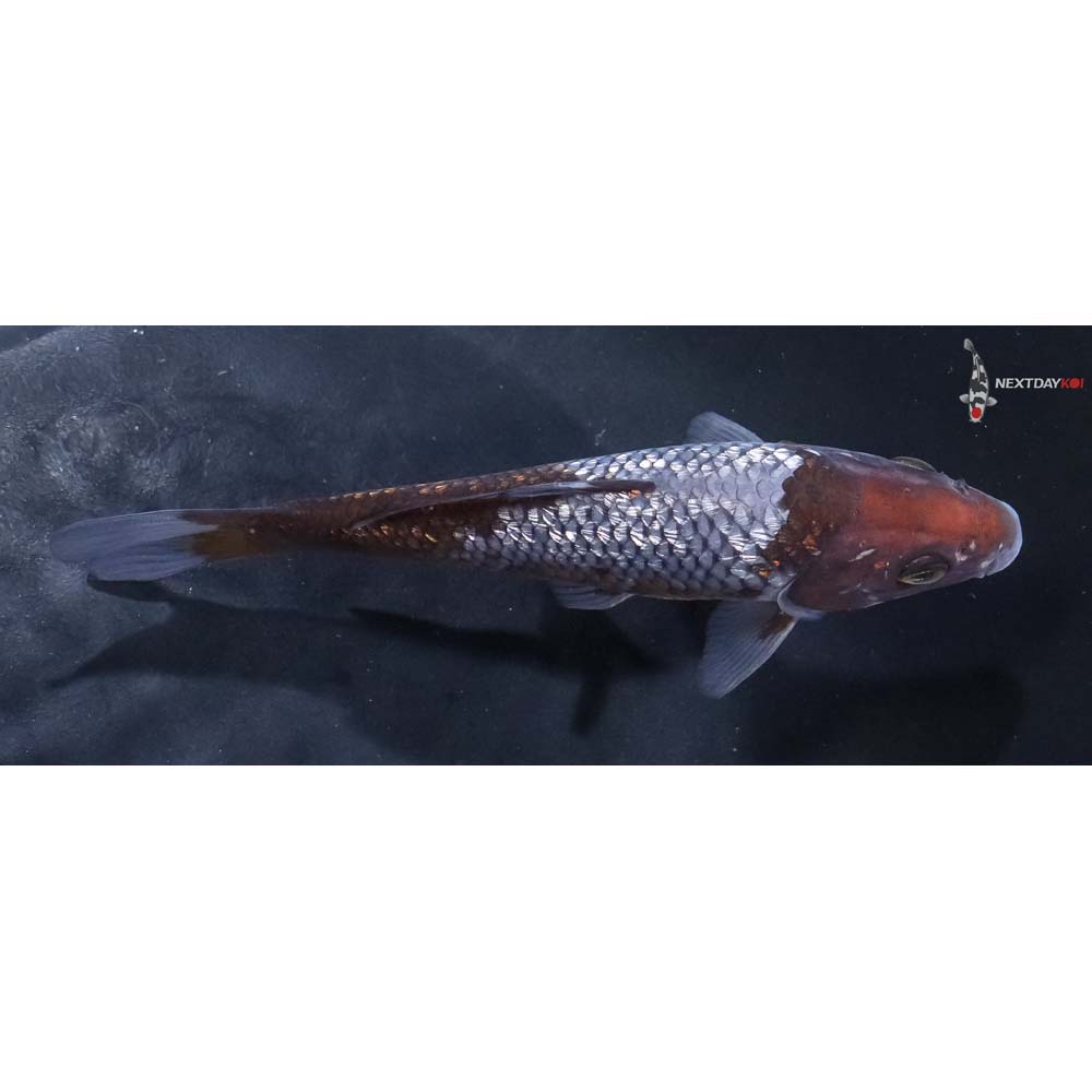 5.5” Imported Gin Rin Ochiba Shigure