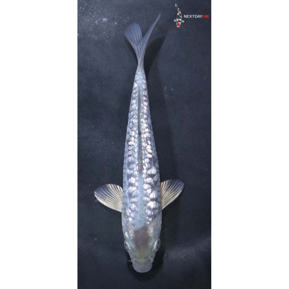 5.5” Imported Gin Rin Armor Scaled Soragoi