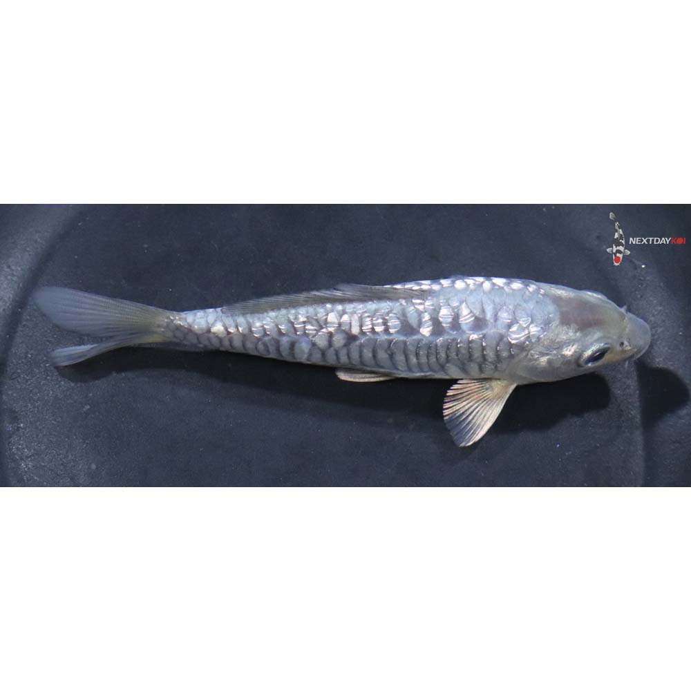 5.5” Imported Gin Rin Armor Scaled Soragoi