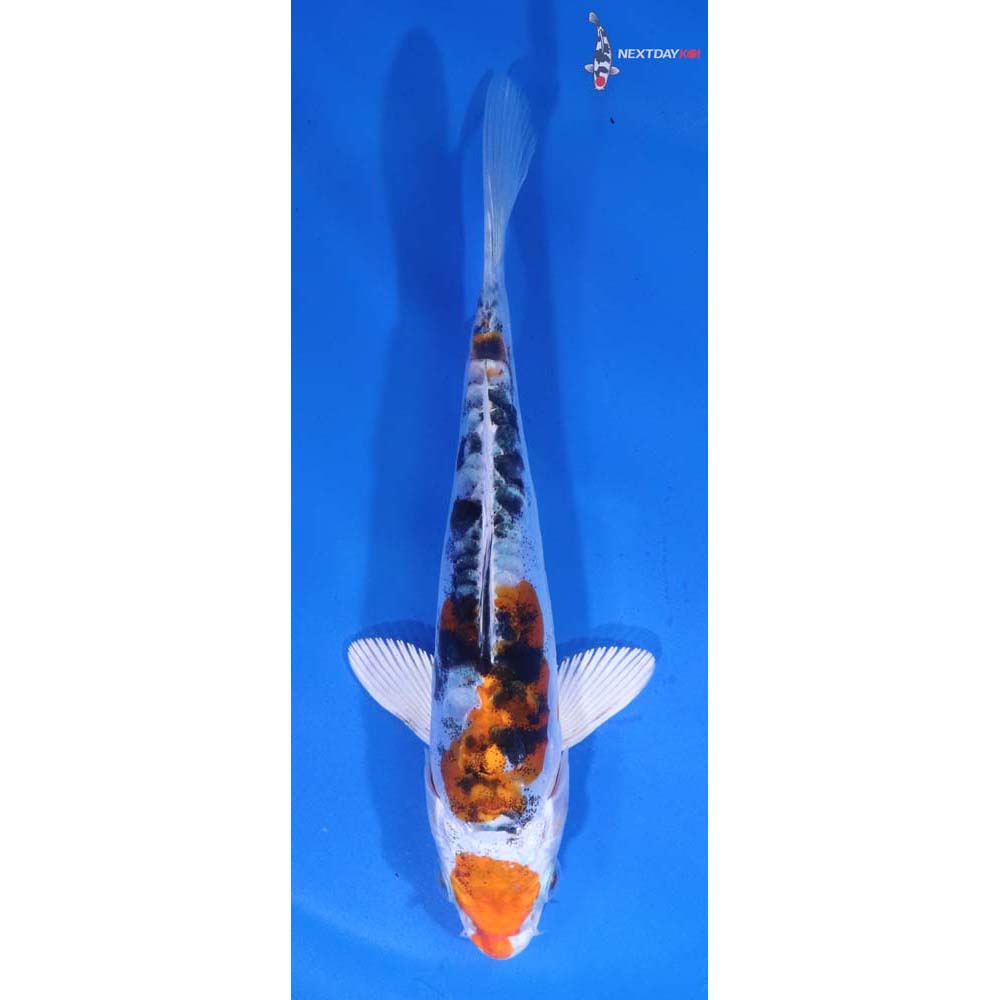 6” Imported Heisei Nishiki