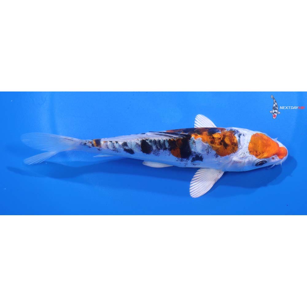 6” Imported Heisei Nishiki