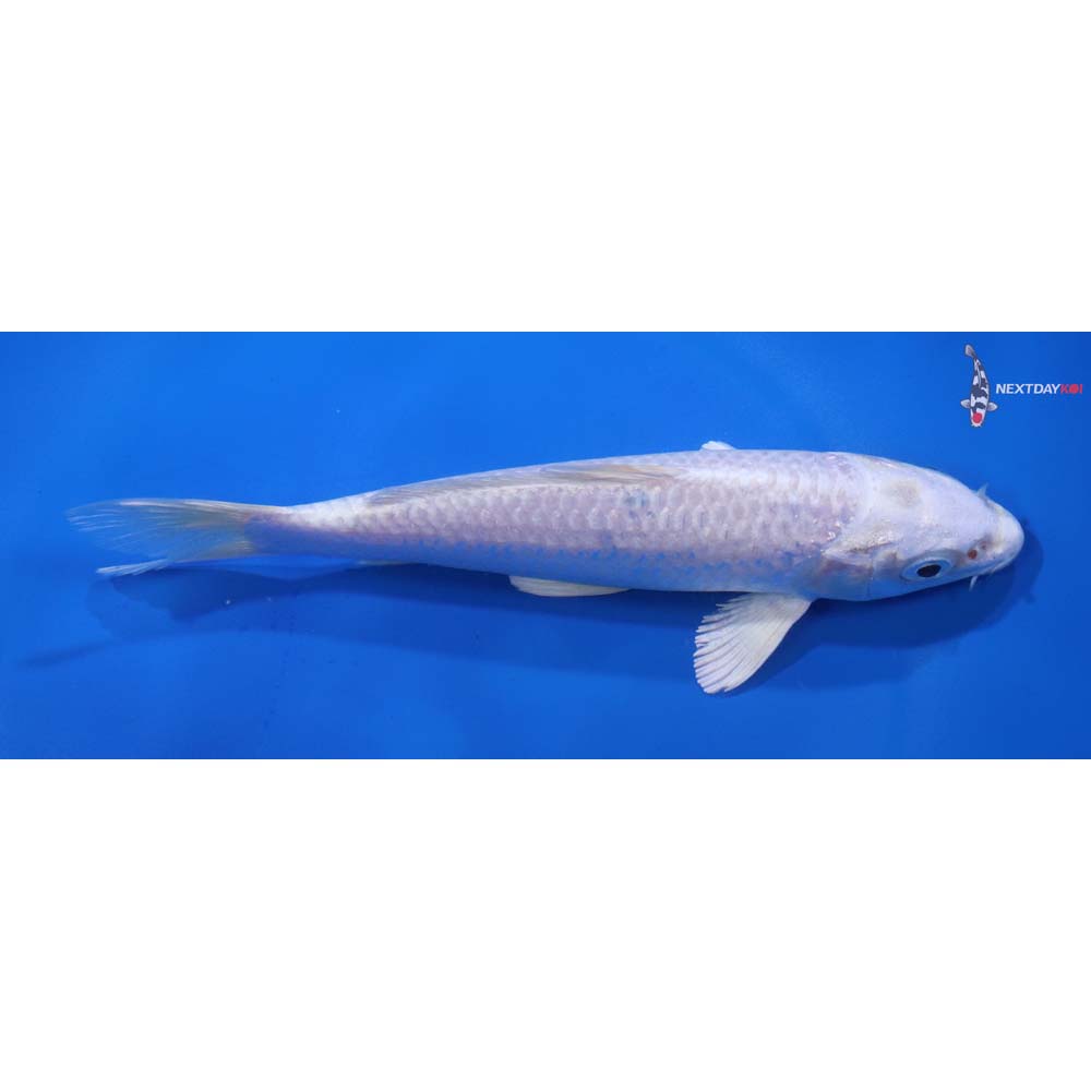 6” Imported Platinum Ogon