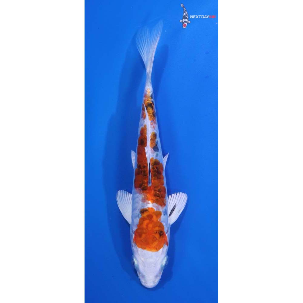 6” Imported Armor Scaled Yamato Nishiki