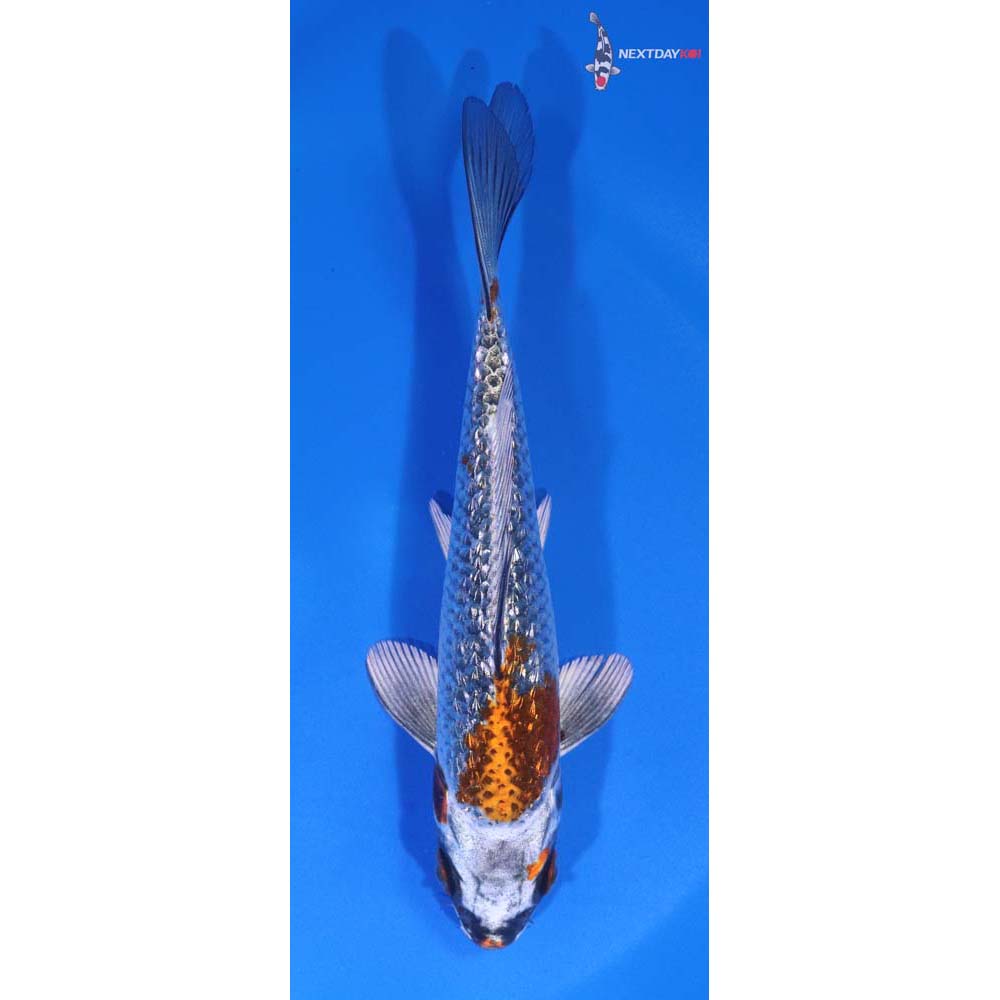 5.5” Imported Gin Rin Kujaku