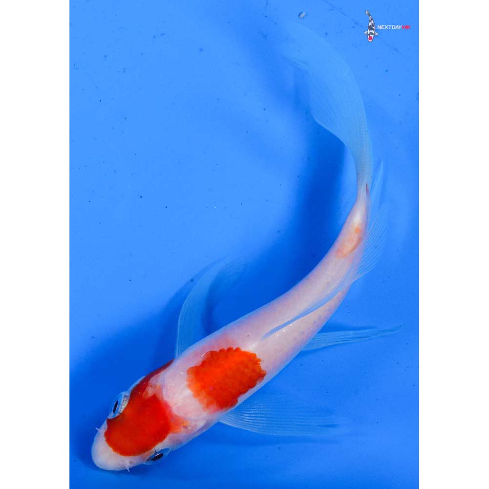 4.5” Imported Kohaku Butterfly Koi
