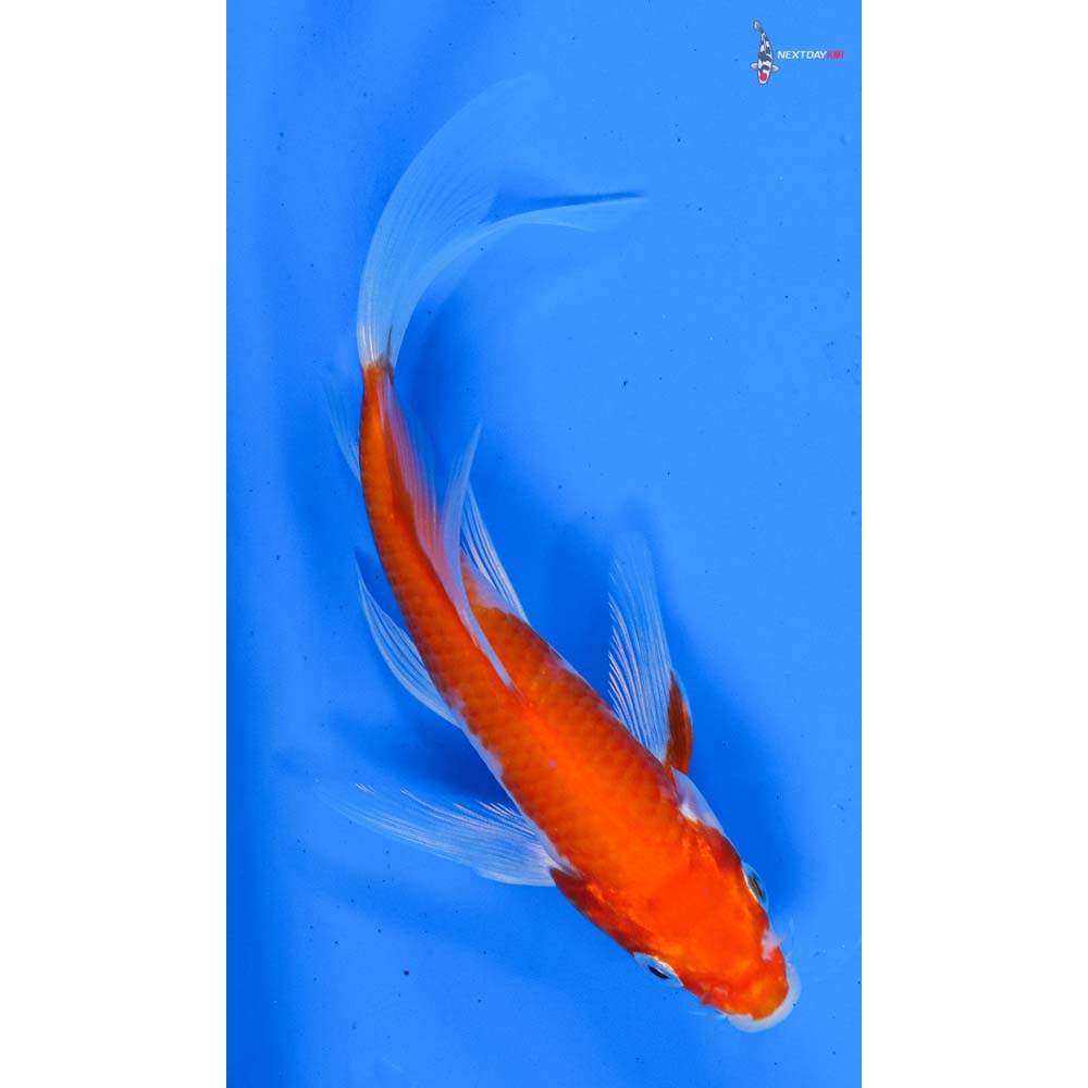 4.5” Imported Kohaku Butterfly Koi