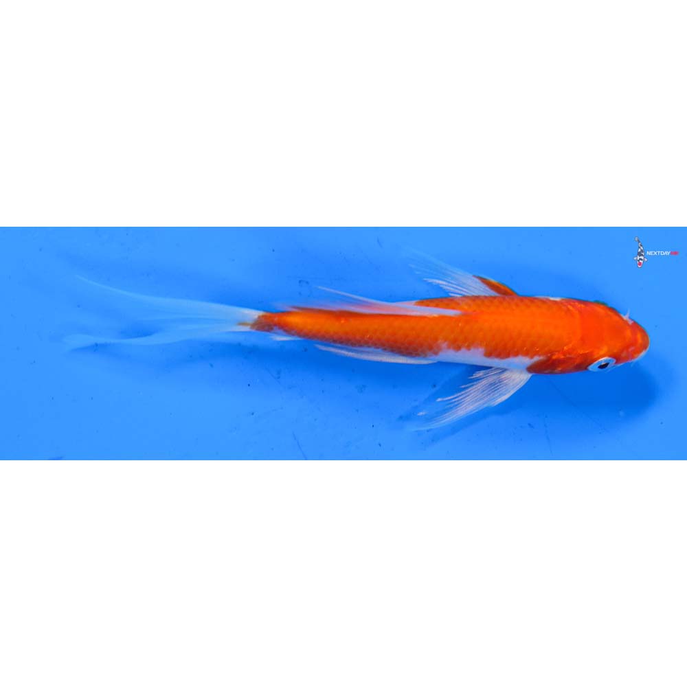 4.5” Imported Kohaku Butterfly Koi