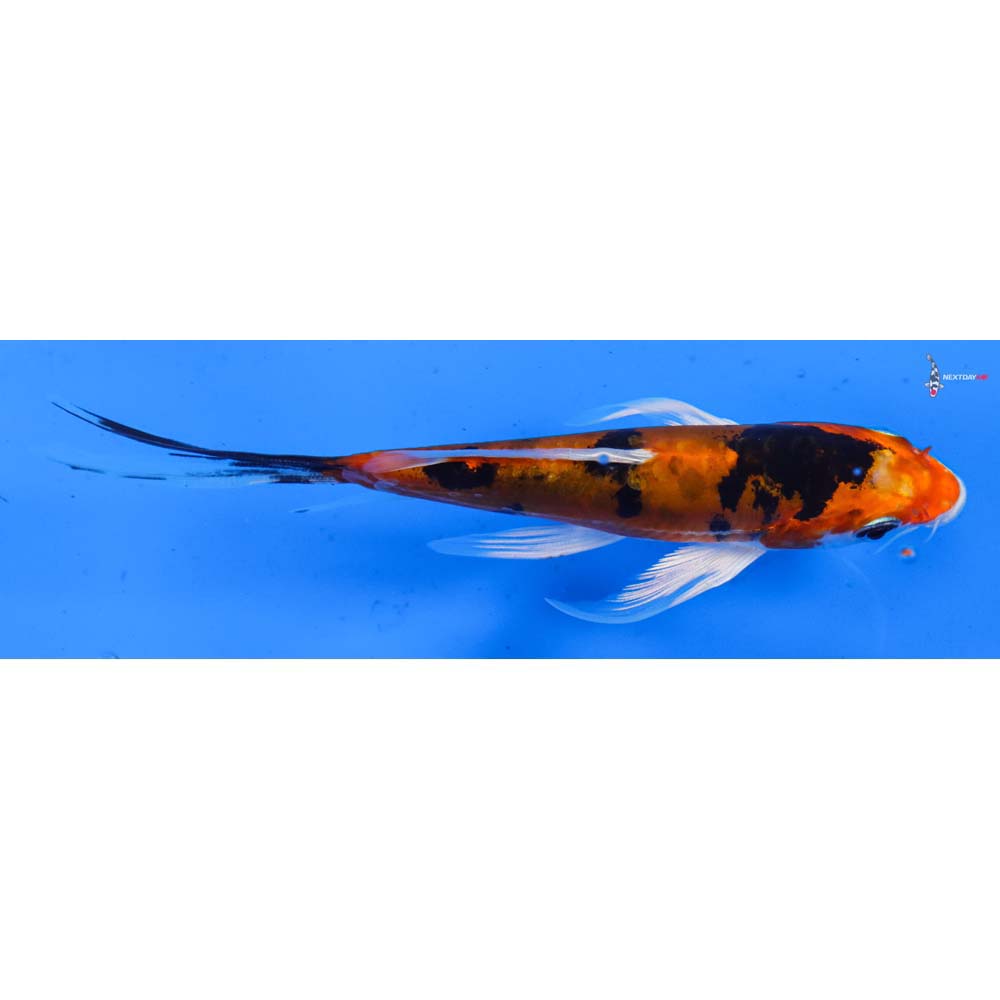 4.5” Imported Heisei Nishiki Butterfly Koi