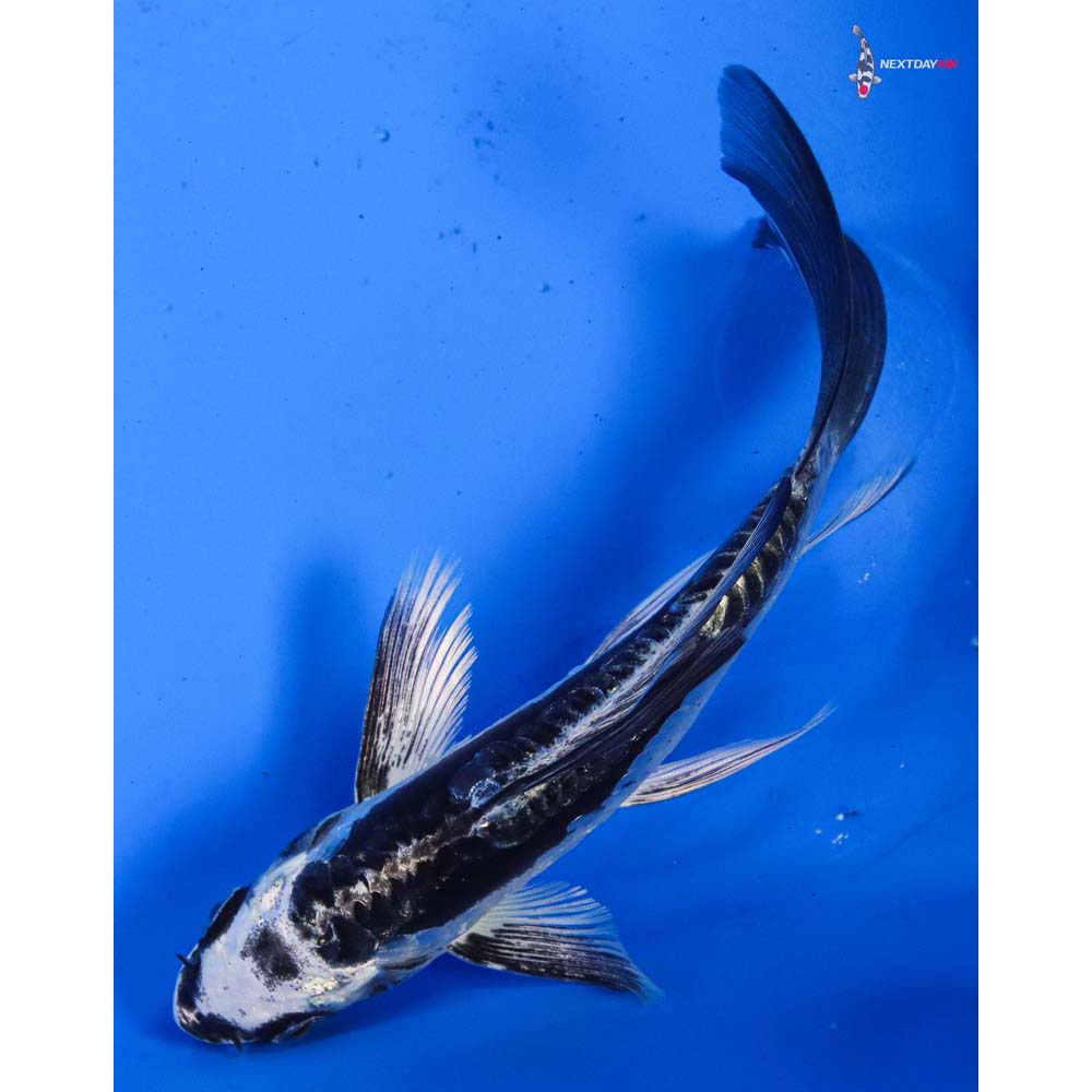 5” Imported Kikokuryu Butterfly Koi