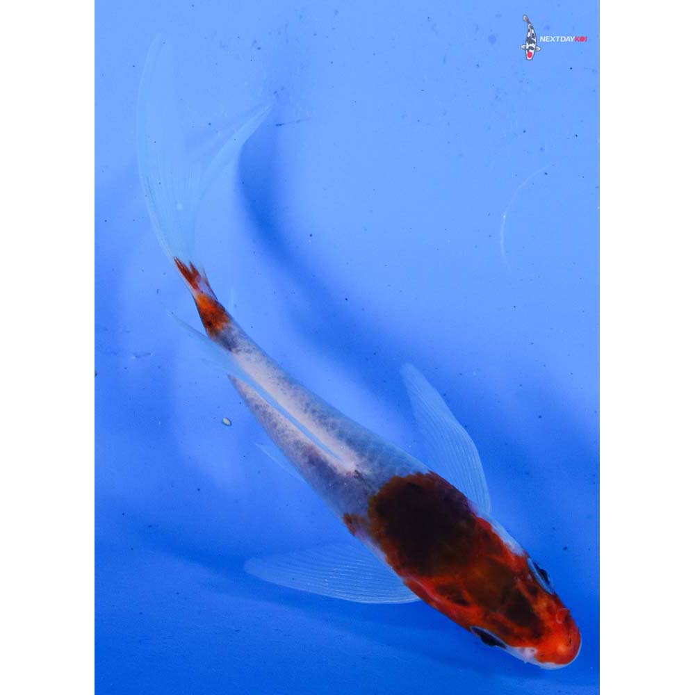 4.5” Imported Goromo Butterfly Koi