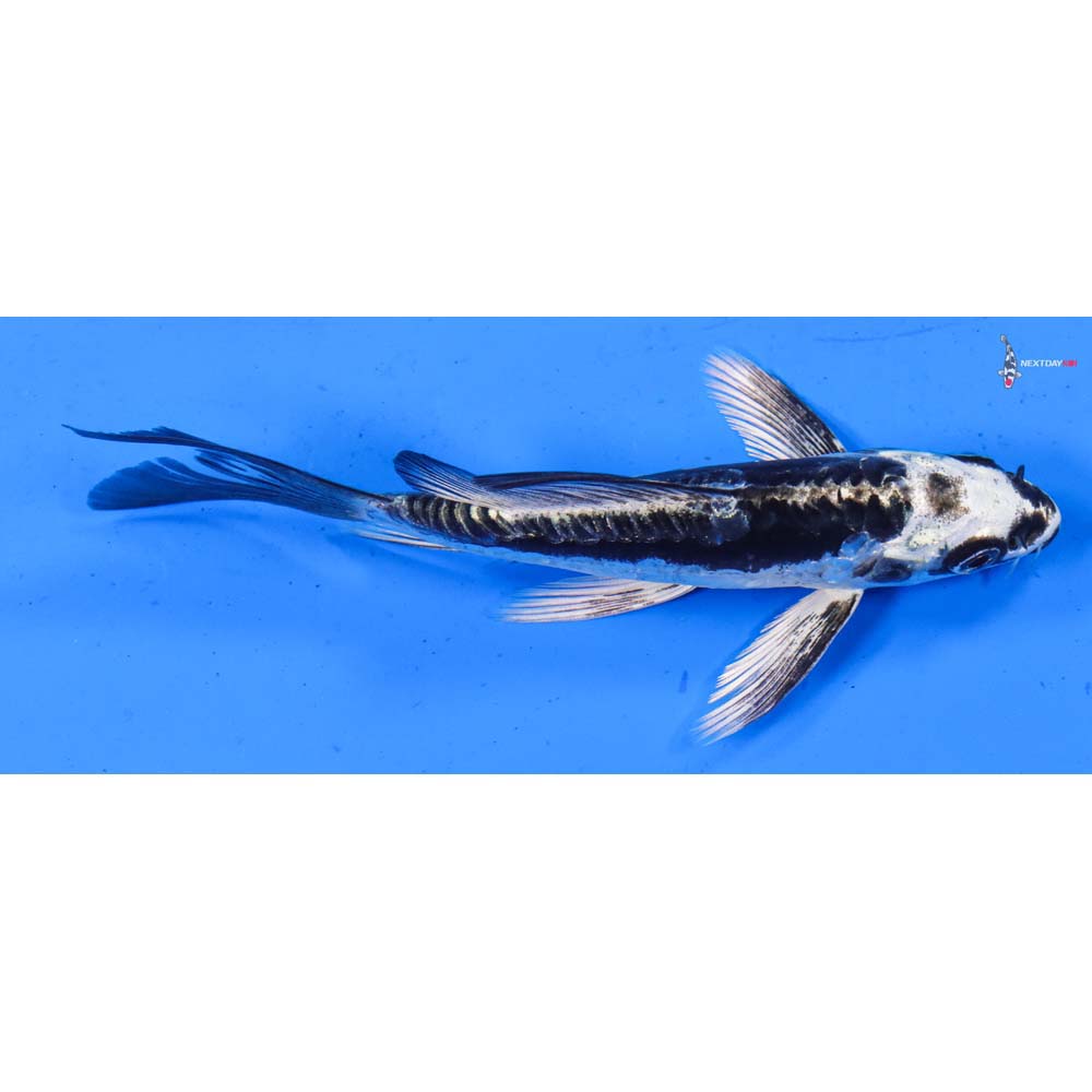 5” Imported Kikokuryu Butterfly Koi