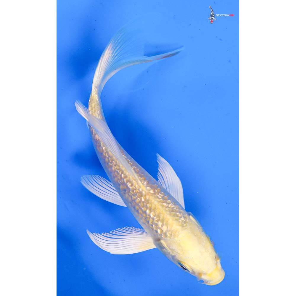5” Imported Gin Rin Yamabuki Ogon Butterfly Koi
