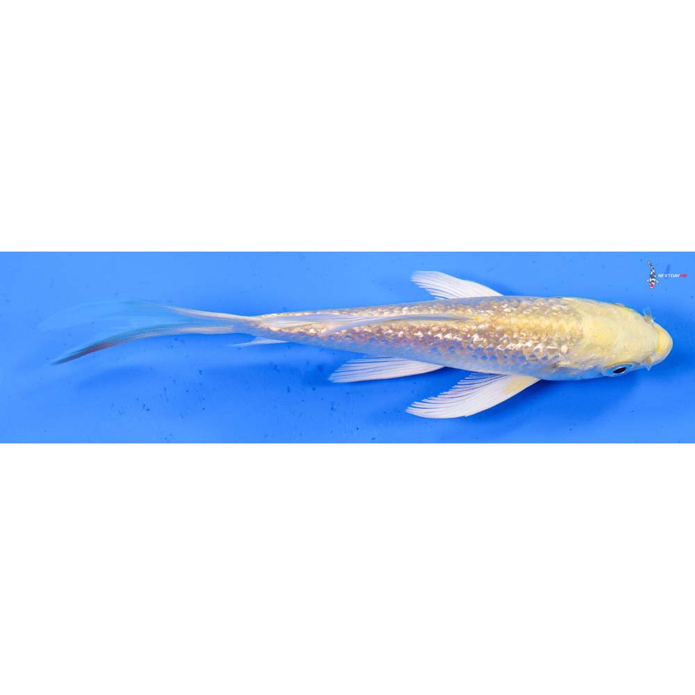 5” Imported Gin Rin Yamabuki Ogon Butterfly Koi