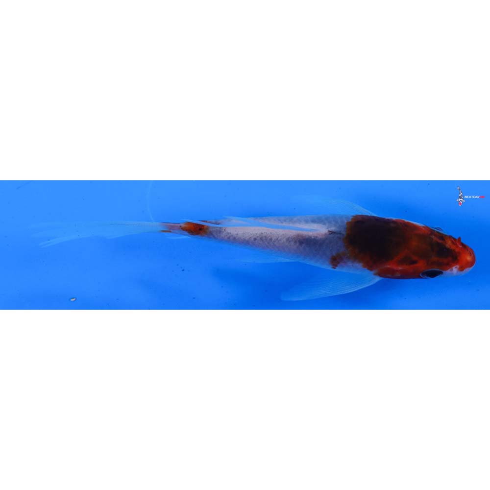 4.5” Imported Goromo Butterfly Koi