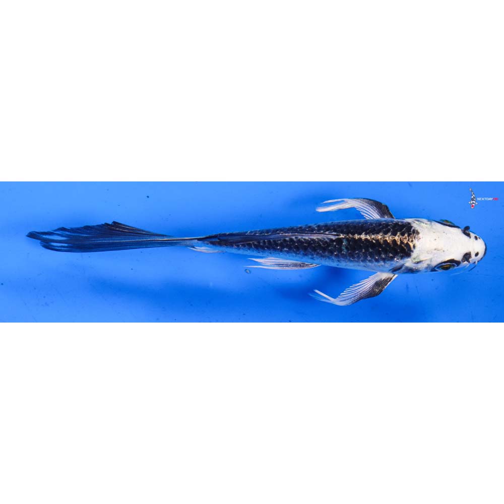 5” Imported Gin Matsuba Butterfly Koi