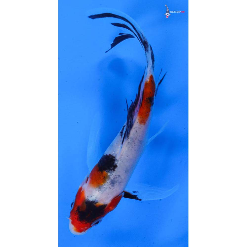 5” Imported Sanke Butterfly Koi