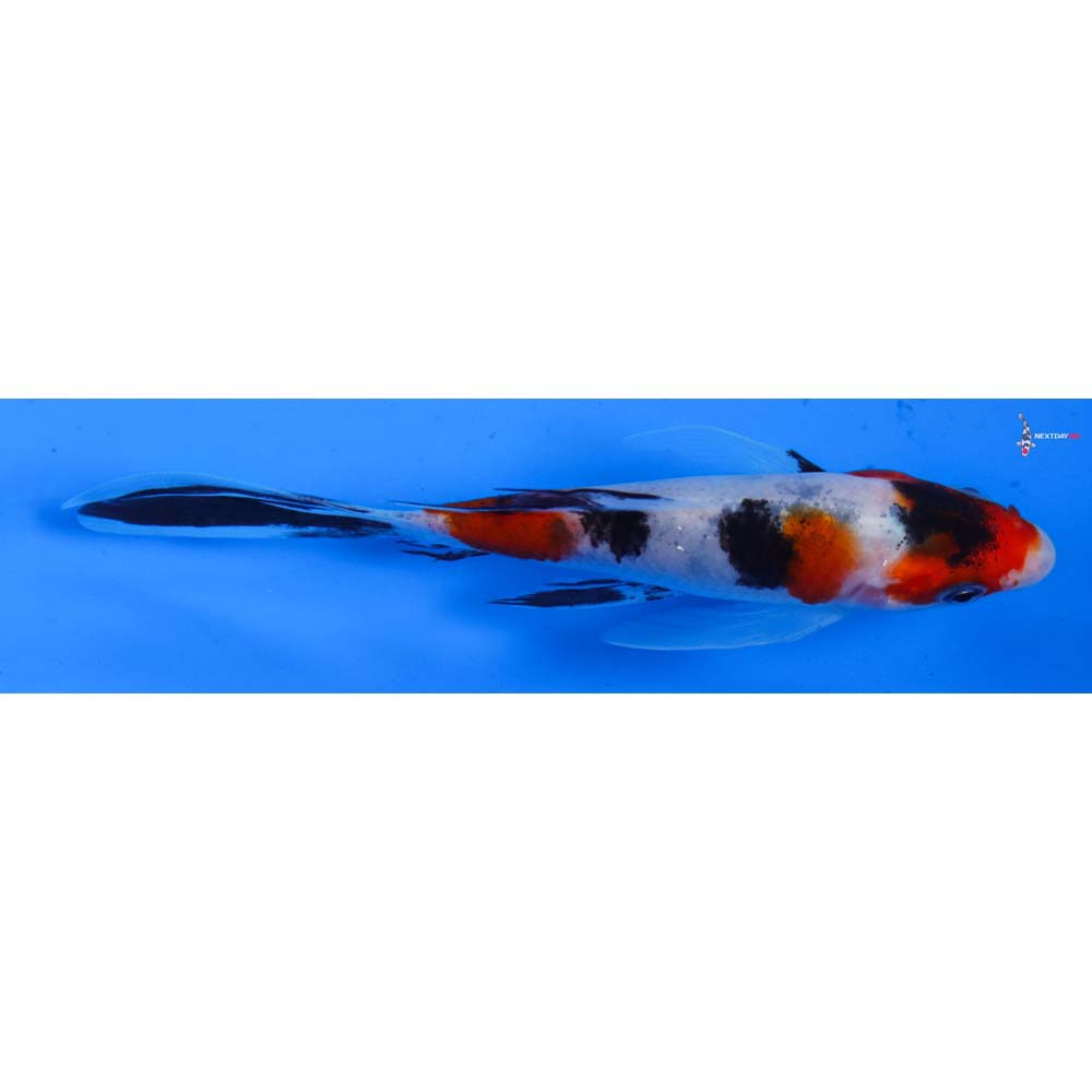 5” Imported Sanke Butterfly Koi
