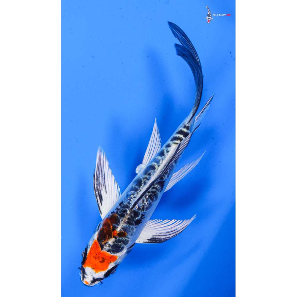 5” Imported Doitsu Kujaku Butterfly Koi