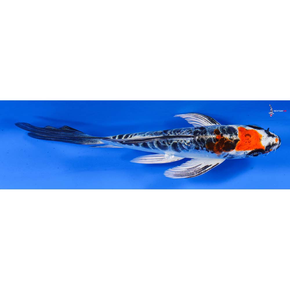 5” Imported Doitsu Kujaku Butterfly Koi