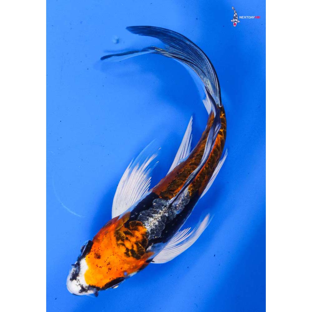 5” Imported Kin Kikokuryu Butterfly Koi