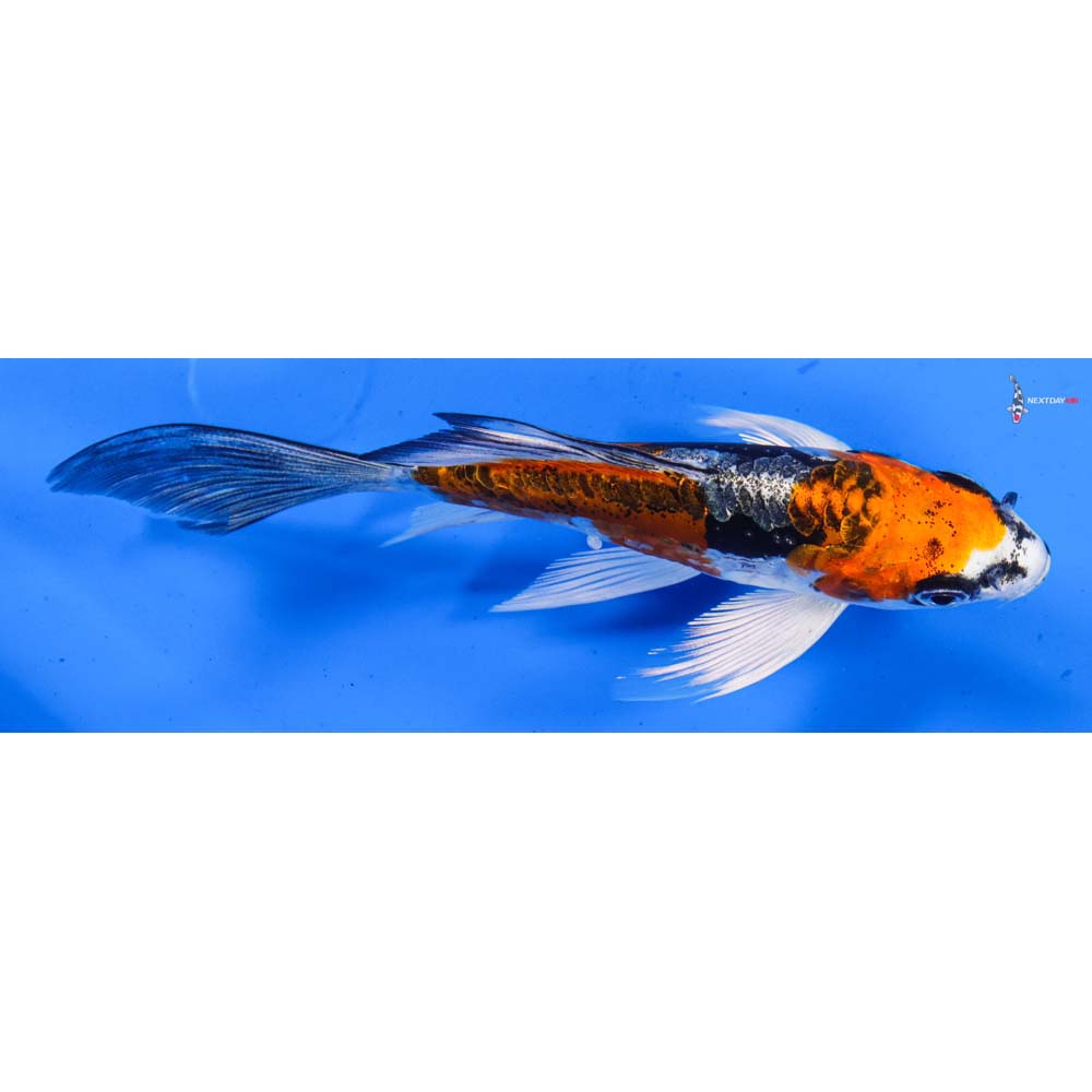 5” Imported Kin Kikokuryu Butterfly Koi