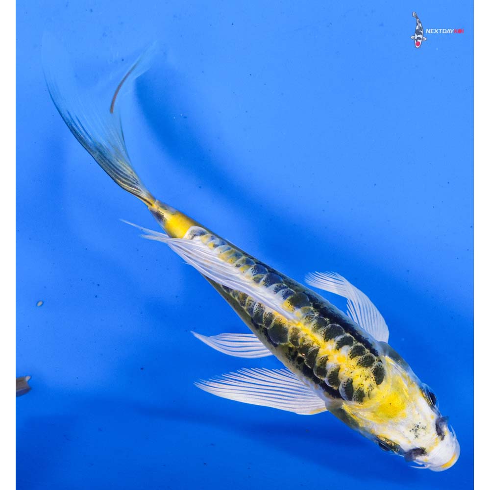 5” Imported Kin Kikokuryu Butterfly Koi